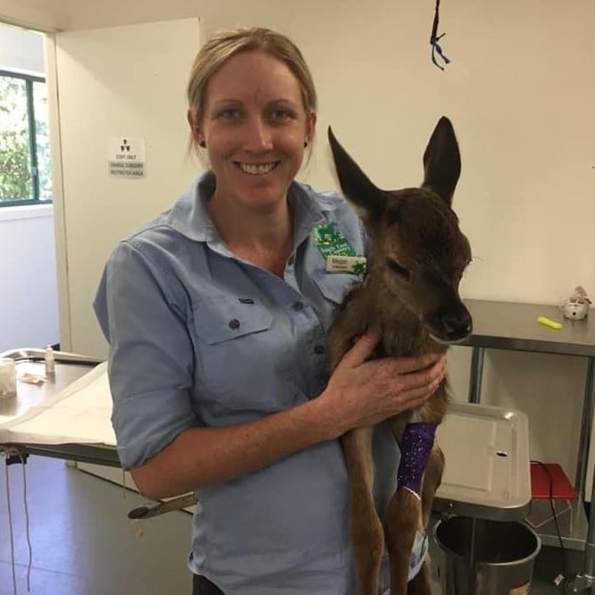 Toogoolawah vet