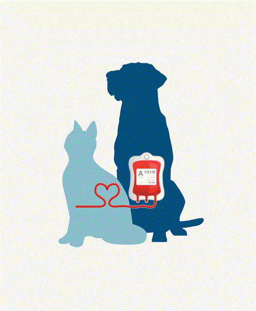 Blood donor dog, Toogoolawah, Blackbutt, Crows Nest
